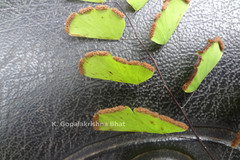 Adiantum philippense